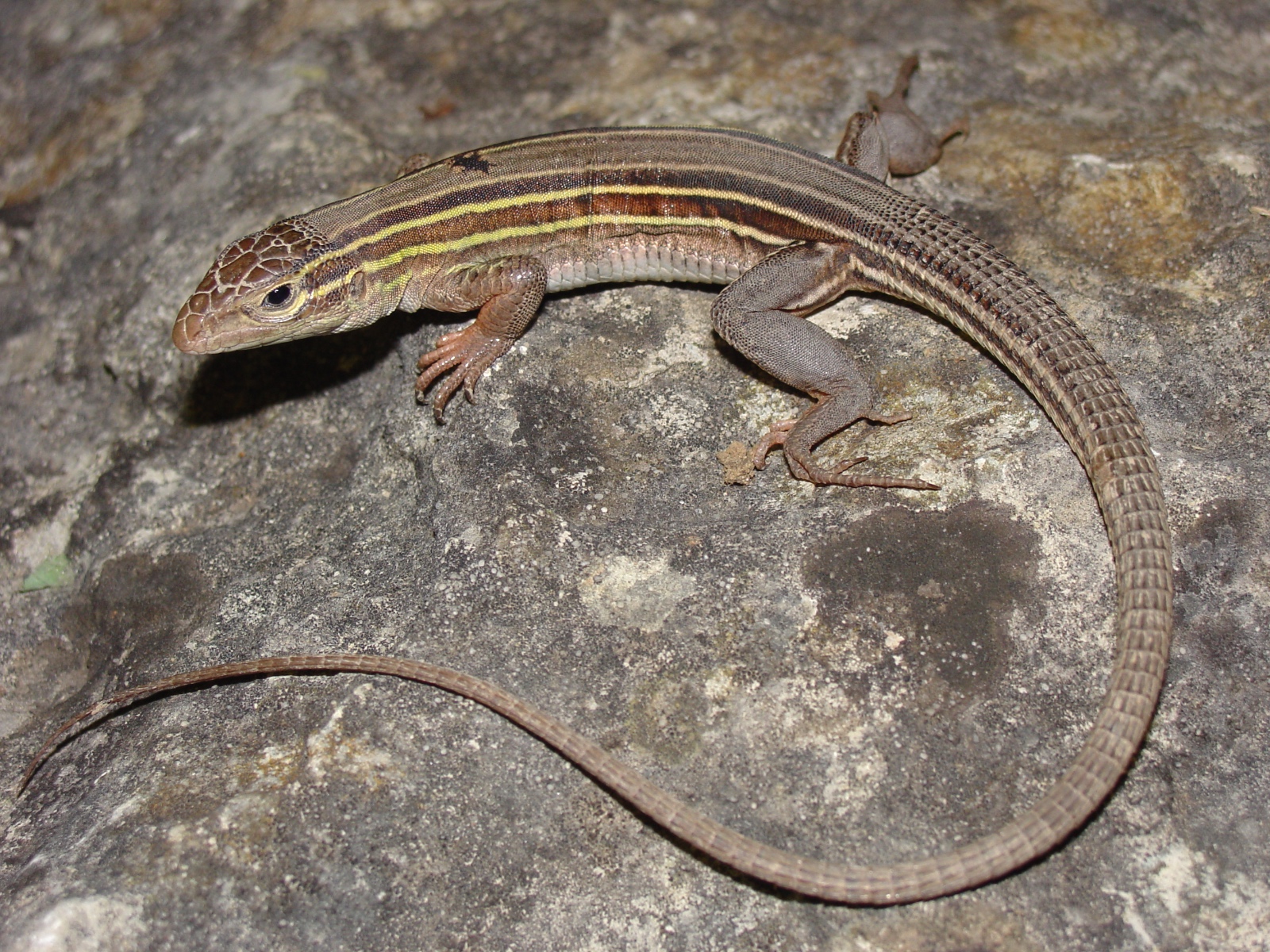 Aspidoscelis sexlineata.0342